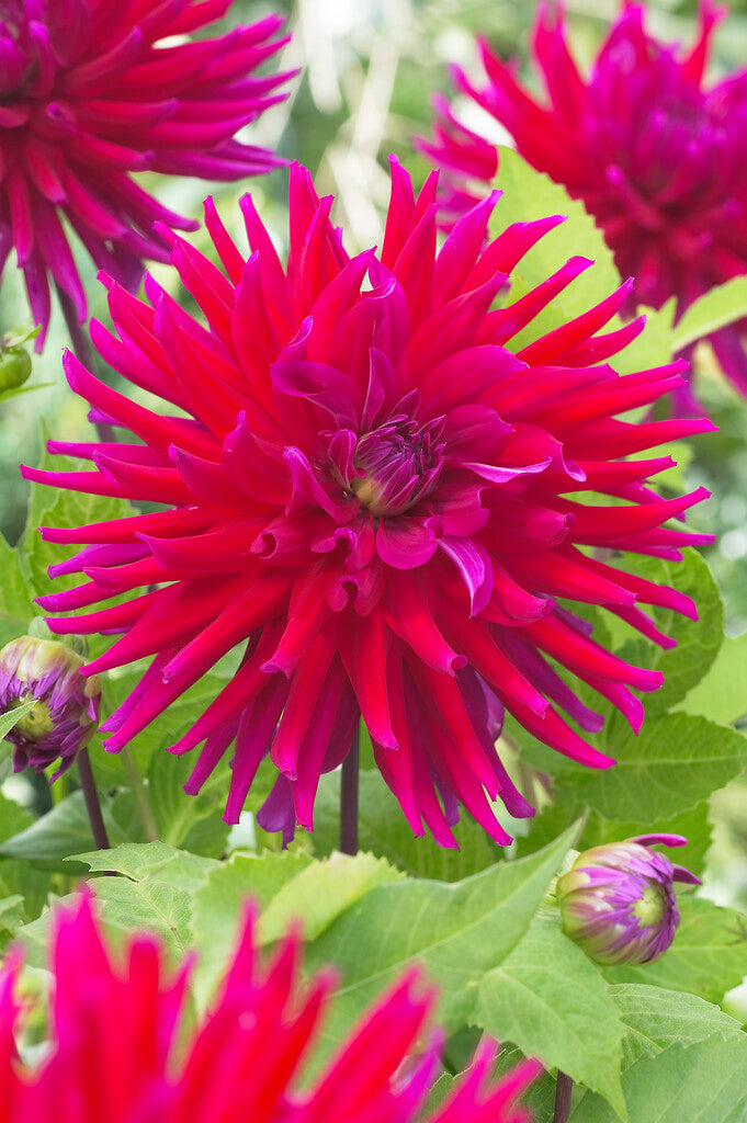 Dahlia Cactus Orfeo 1-pakning